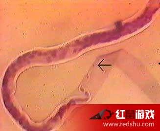 吃瓜娱乐社寄生虫,深度解析寄生虫背后的社会现象与人性探讨